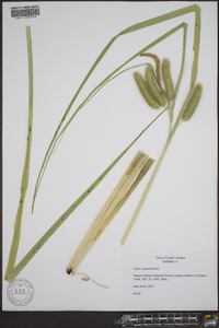 Carex comosa image