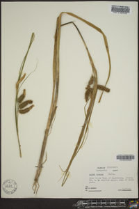 Carex comosa image