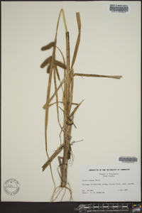 Carex comosa image