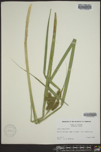 Carex comosa image