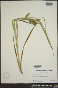 Carex comosa image