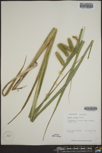 Carex comosa image