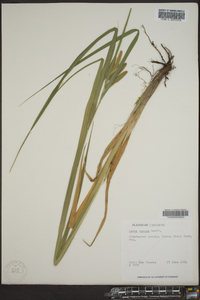 Carex comosa image