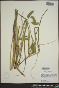 Carex comosa image