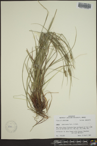 Carex comosa image