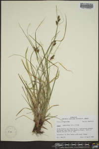 Carex complanata image