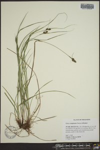 Carex complanata image