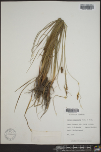 Carex complanata image