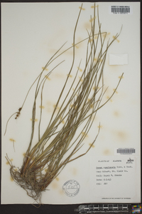 Carex complanata image