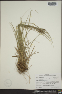 Carex complanata image