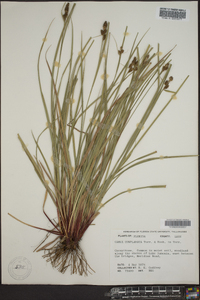 Carex complanata image