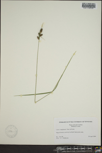 Carex complanata image