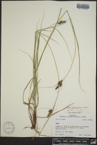 Carex complanata image