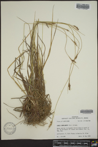 Carex complanata image