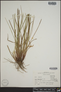 Carex complanata image