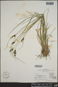 Carex complanata image