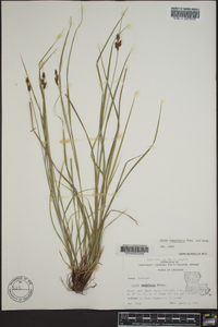 Carex complanata image