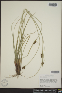 Carex complanata image