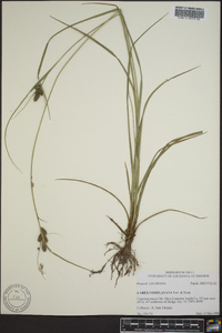 Carex complanata image