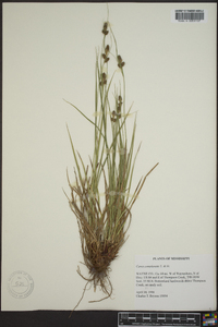 Carex complanata image