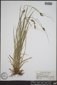 Carex complanata image