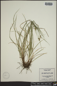 Carex complanata image