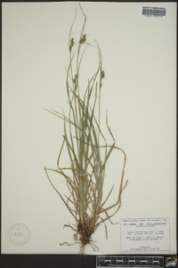 Carex complanata image