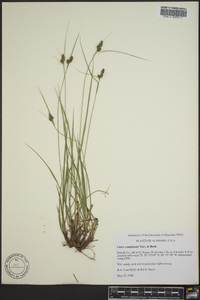 Carex complanata image