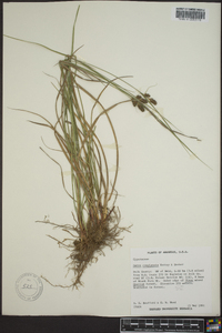 Carex complanata image