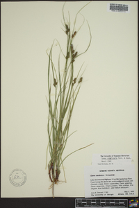 Carex complanata image