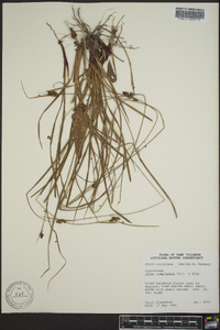 Carex complanata image