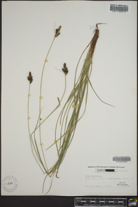 Carex complanata image