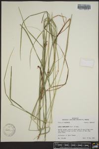 Carex complanata image