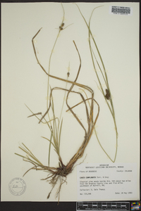 Carex complanata image