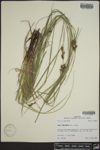 Carex complanata image