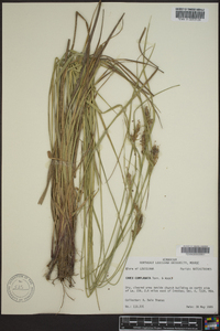 Carex complanata image