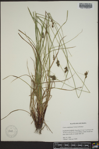 Carex complanata image