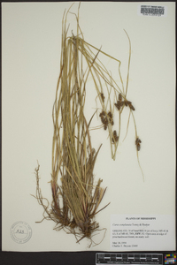 Carex complanata image