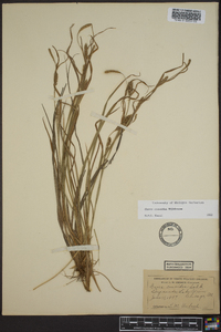 Carex conoidea image