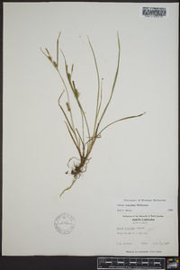 Carex conoidea image