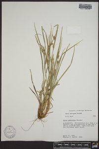 Carex corrugata image