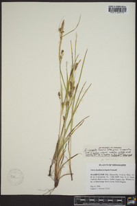 Carex corrugata image