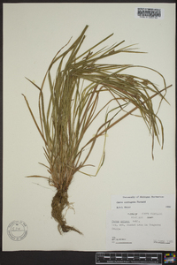 Carex corrugata image