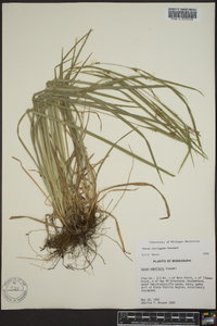 Carex corrugata image