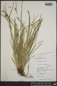 Carex corrugata image