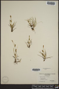 Carex crawei image