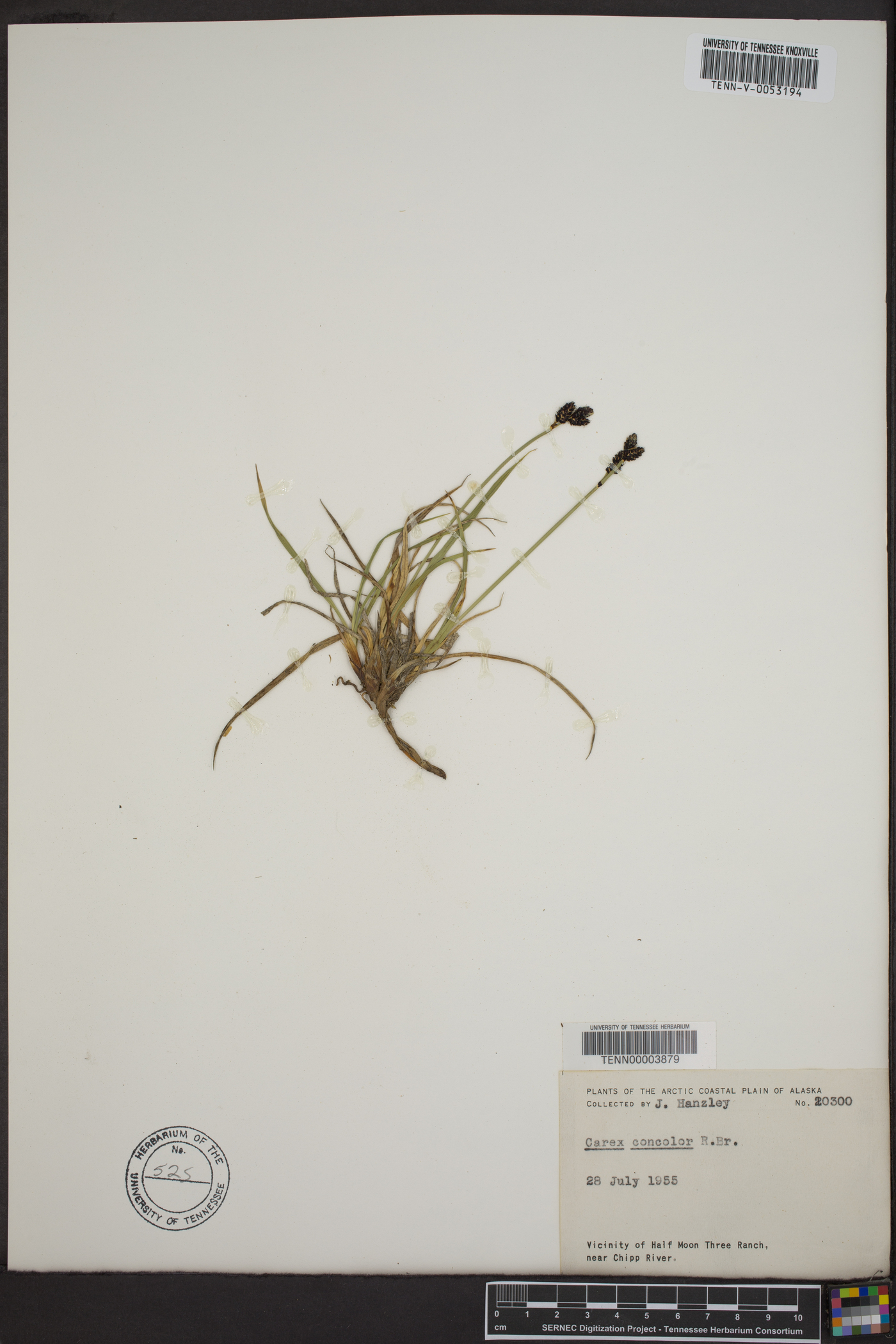 Carex speciosa image