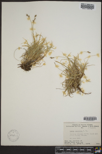 Carex speciosa image