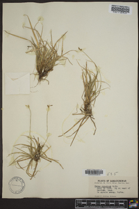 Carex concinna image