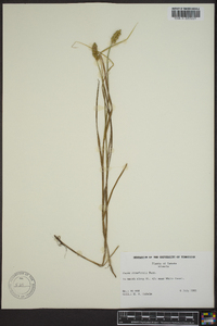 Carex crawfordii image